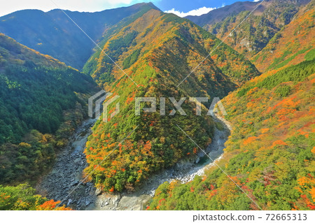 [Tokushima Prefecture] Autumn leaves in the Hino-ji valley (Iya valley) 72665313