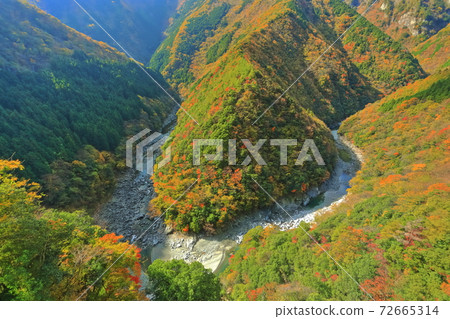 [德島縣]日野寺山谷（伊谷地區）的秋葉 72665314