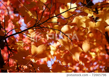 Looking up from the shade of a maple tree 8 72665796