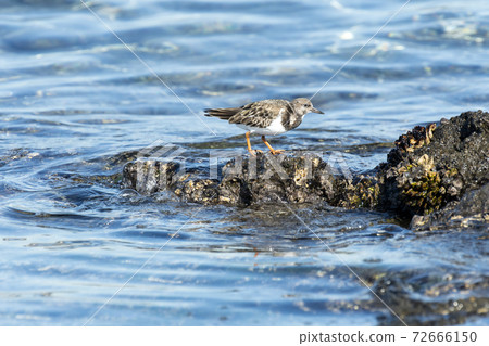 Kyosho Shiki 72666150