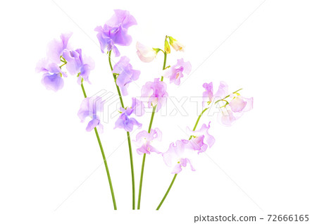 香豌豆 72666165