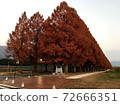 Metasequoia before the Asahi 72666351