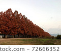 Metasequoia Namiki 72666352