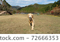 Autumn leaves dog run 72666353