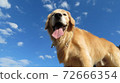 Golden screaming in the blue sky 72666354