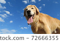 Golden screaming in the blue sky 72666355