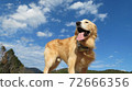 Golden screaming into the blue sky 72666356