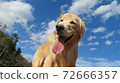 Golden screaming in the blue sky 72666357
