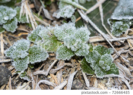 Frost Frost 72666485