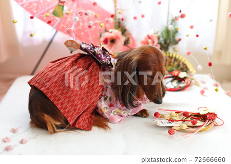 Dachshund enjoying the new year Dachshund enjoying the new year 72666660