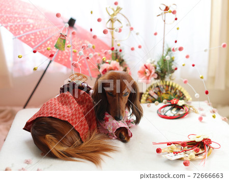 Dachshund enjoying the new year Dachshund enjoying the new year 72666663
