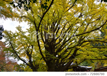 Nishinenji Temple 2020-11-8 # 77 72666780