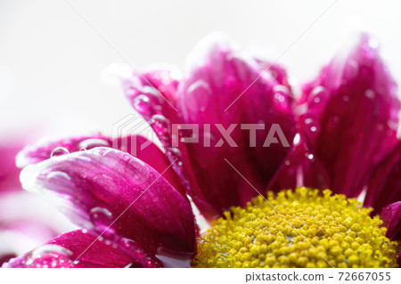 Wet chrysanthemum macro photo 72667055