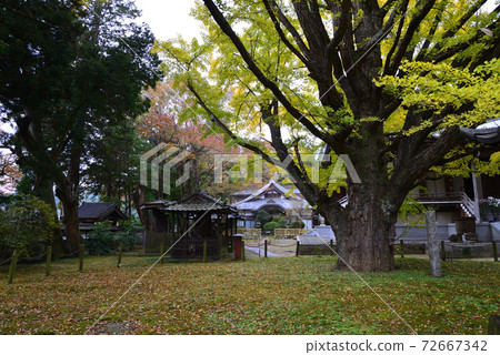 Nishinenji Temple 2020-11-8 # 98 Nishinenji Temple 2020-11-8 # 98 72667342