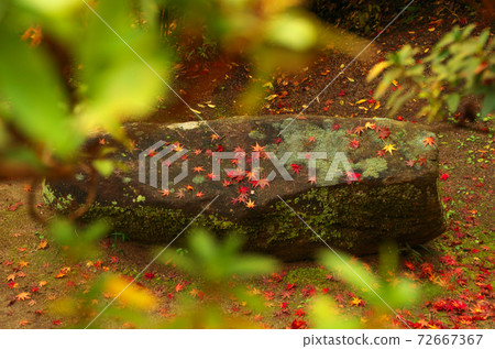 Daikozenji:秋天的落葉 Daikozenji:秋天的落葉 72667367