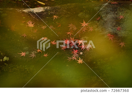 Daikozenji：秋天的落葉 72667368