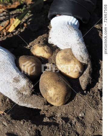 Potato Harvest Potato Harvest 72667508