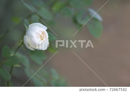 在溫暖的燈光下綻放的玫瑰 72667582