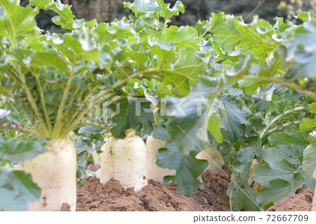 三浦大田場 72667709