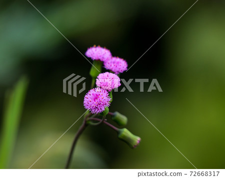 Flower of Emilia sonchifolia, also known as lilac tasselflower or cupid's shaving brush. Flower of Emilia sonchifolia, also known as lilac tasselflower or cupid's shaving brush. 72668317
