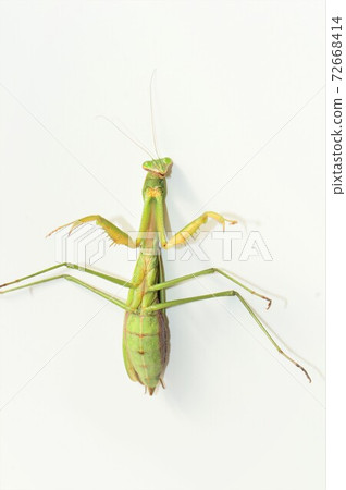 Adult female mantis white background Adult female mantis white background 72668414