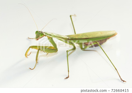 Adult female mantis white background Adult female mantis white background 72668415