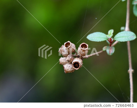 Dried seeds of a tropical garden plant 72668463