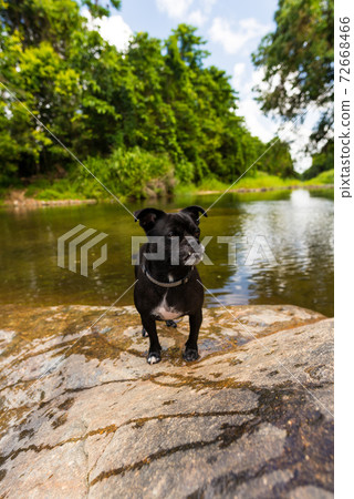 Pug playing in the river 72668466