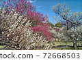 東京府中市地方森林粉紅白梅林 72668503