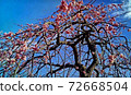東京府中市當地森林中的梅花森林，藍藍的天空中的粉紅色花朵 72668504