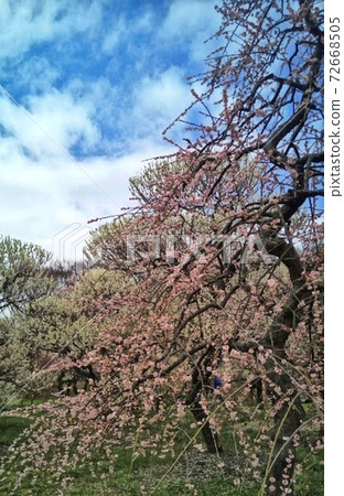 東京府中市當地森林中的梅林 72668505