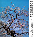 東京府中市當地森林中的梅花林，藍藍的天空中的粉紅色梅花樹 72668506