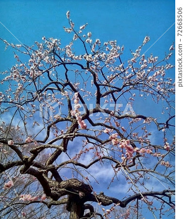 東京府中市當地森林中的梅花林,藍藍的天空中的粉紅色梅花樹 東京府中市當地森林中的梅花林,藍藍的天空中的粉紅色梅花樹 72668506