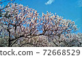 東京府中市當地森林中的梅花森林，藍藍的天空中的淡粉紅色花朵 72668529