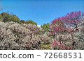 東京府中市當地森林中的梅花林，盛開的粉紅和白色盛開 72668531