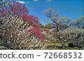 東京府中市當地森林中的梅花林，盛開的粉紅和白色盛開 72668532