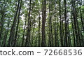 新潟縣十日町的美麗森林 72668536