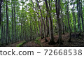 新潟縣十日町的美麗森林 72668538