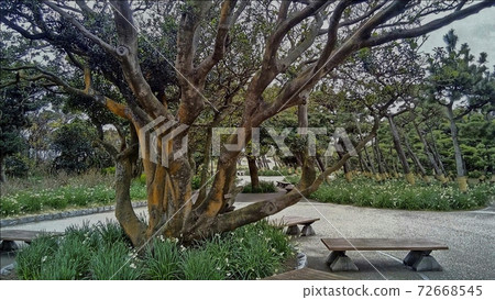 神奈川縣城島公園盛開的水仙社區 72668545