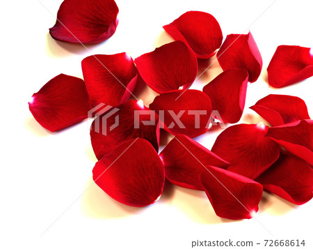 Red rose petals red white background 72668614