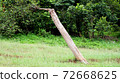Cut wood trunk isolated against green background. 72668625