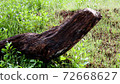 Cut wood trunk isolated against green background. 72668627