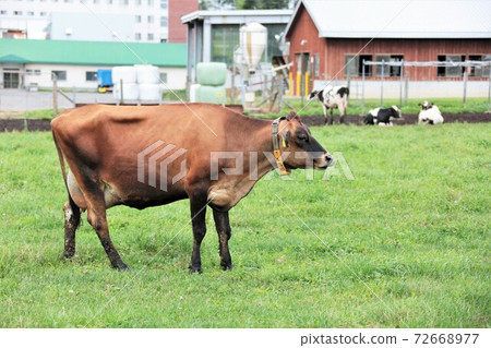 澤西牛 澤西牛 72668977