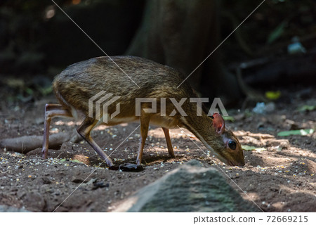 Lesser mouse-deer (Tragulus kanchil) walking in real nature at Kengkracharn National Park,Thailand 72669215