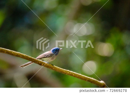 Indochinese Blue Flycatcher female perching on a tree 72669278
