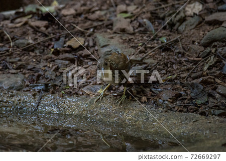 Large Scimitar Babbler ( Pomatorhinus hypoleucos ) on the branch in nature, Thailand 72669297