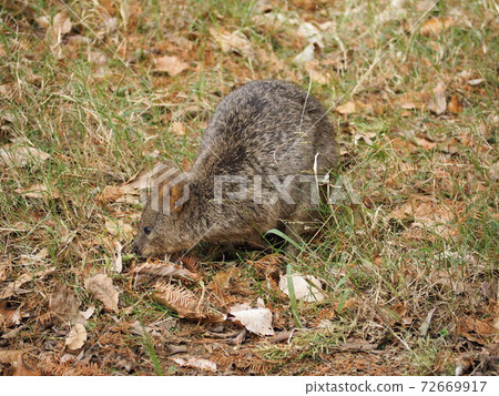 Quokka Wallaby Quokka Wallaby 72669917