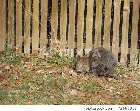 Quokka Wallaby Quokka Wallaby 72669918