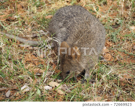 Quocca袋鼠 Quocca袋鼠 72669923