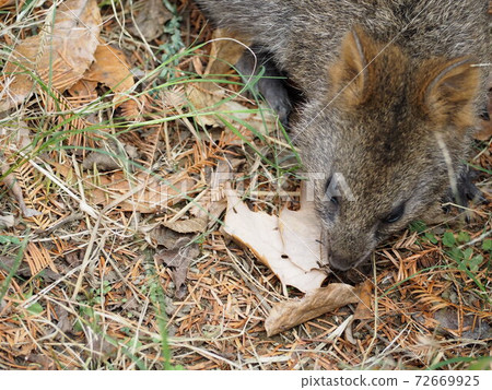 Quocca袋鼠 72669925